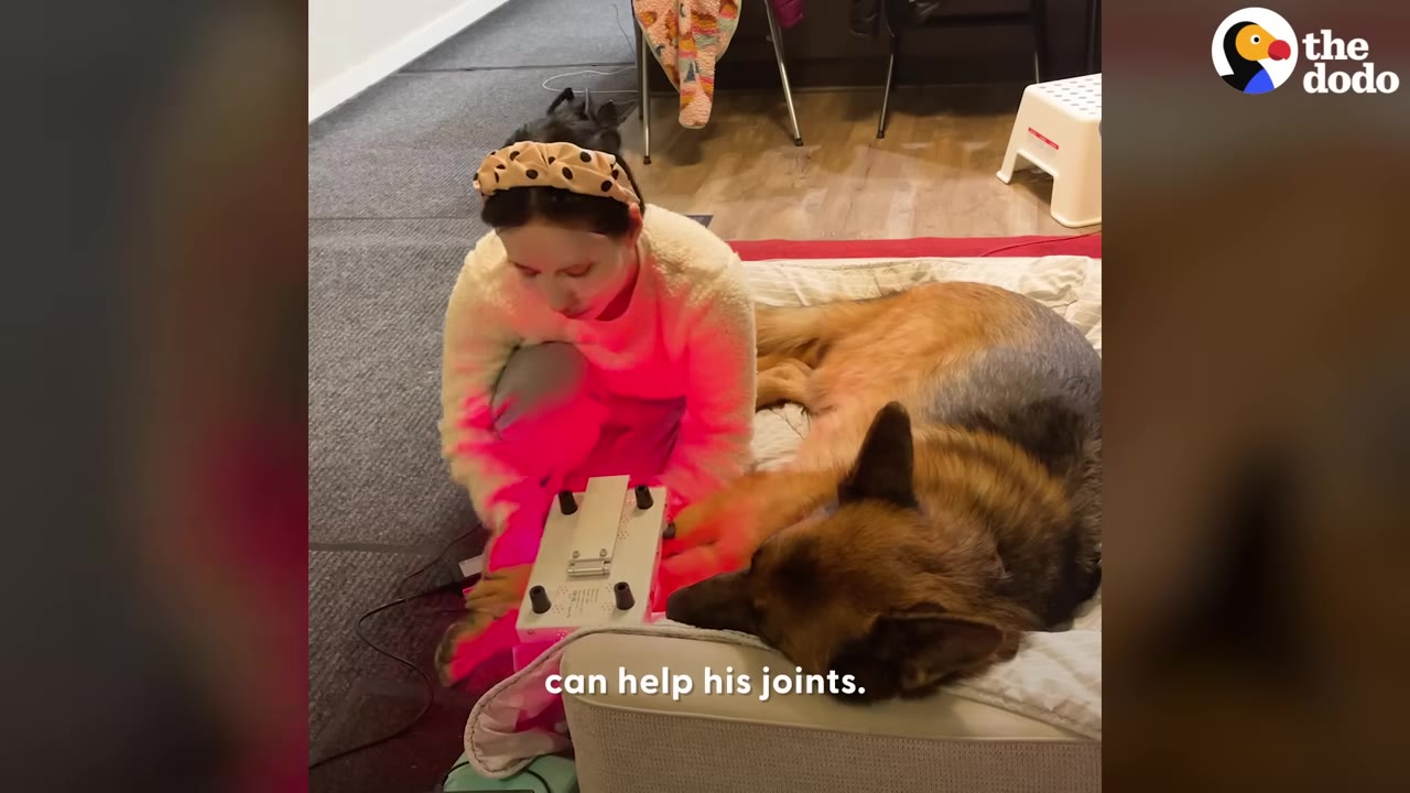 A woman sits next to a German Shepherd lying on a dog bed, using a red light therapy device on its leg.