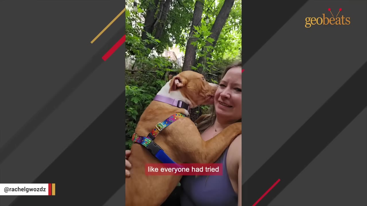 A brown and white dog wearing a colorful harness gently licks the cheek of a smiling woman outdoors.