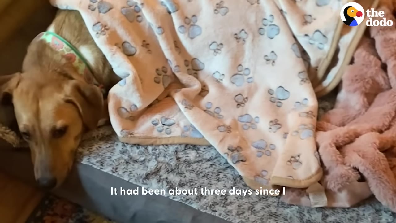 A tan dog lies on a dog bed under a white blanket with blue paw prints, looking down with a sad expression.