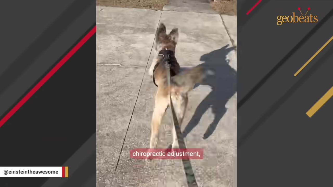 A dog wearing a harness is seen from behind walking on a leash down a concrete sidewalk, with a text overlay that reads 'chiropractic adjustment,'.