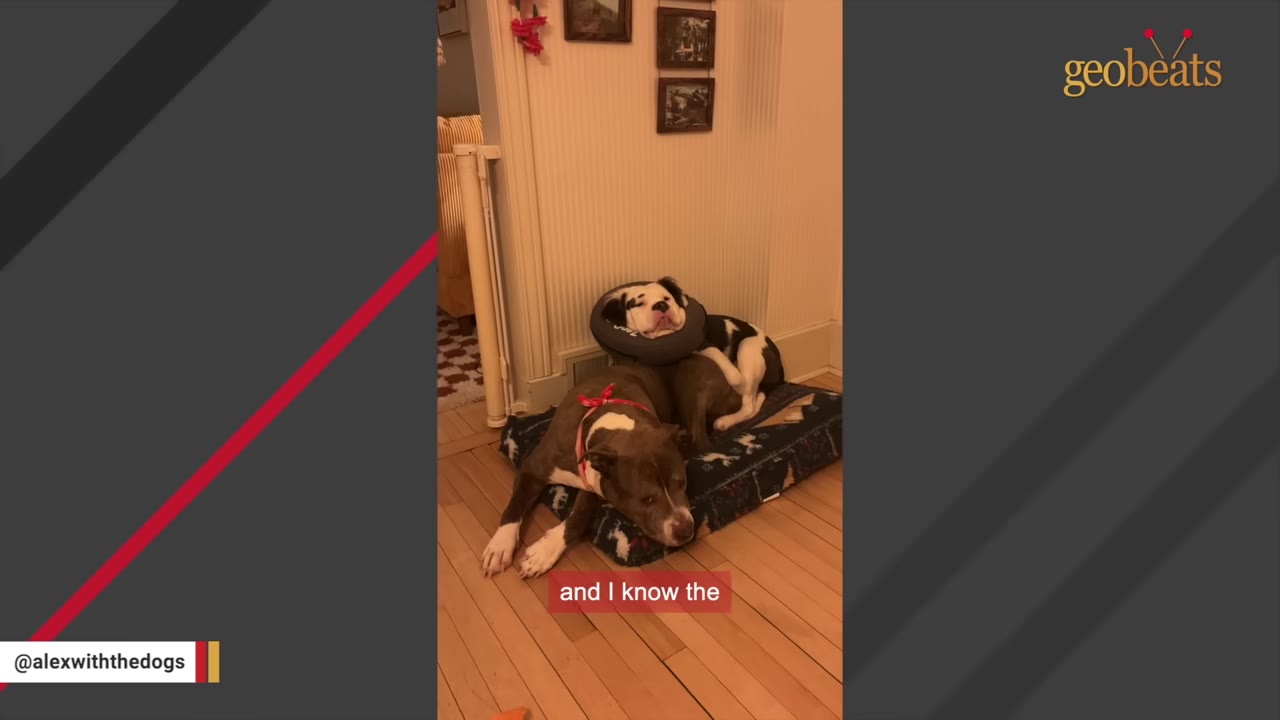A black and white dog wearing a grey inflatable recovery collar rests on a dog bed behind a brown and white dog.