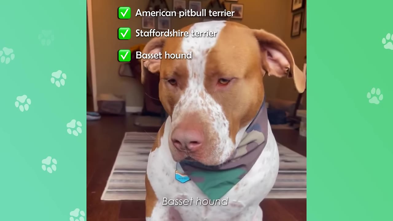 A brown and white dog wearing a camouflage bandana looks down, with text overlays listing 'American pitbull terrier', 'Staffordshire terrier', and 'Basset hound' with green checkmarks.