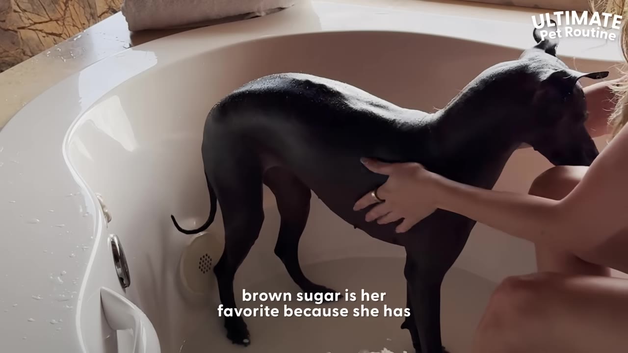A person's hand gently rubs the side of a wet, hairless black dog standing in a white bathtub.