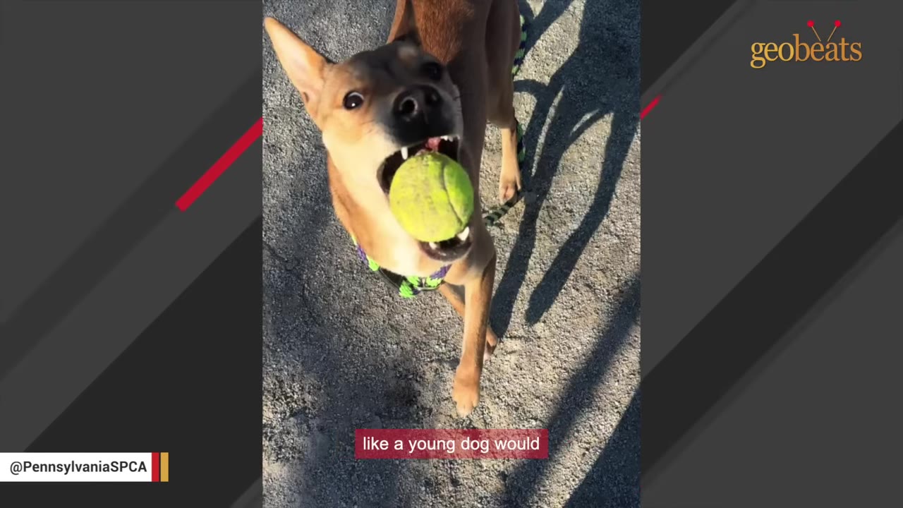 A young brown dog jumps up playfully with its mouth wide open, catching a yellow tennis ball.