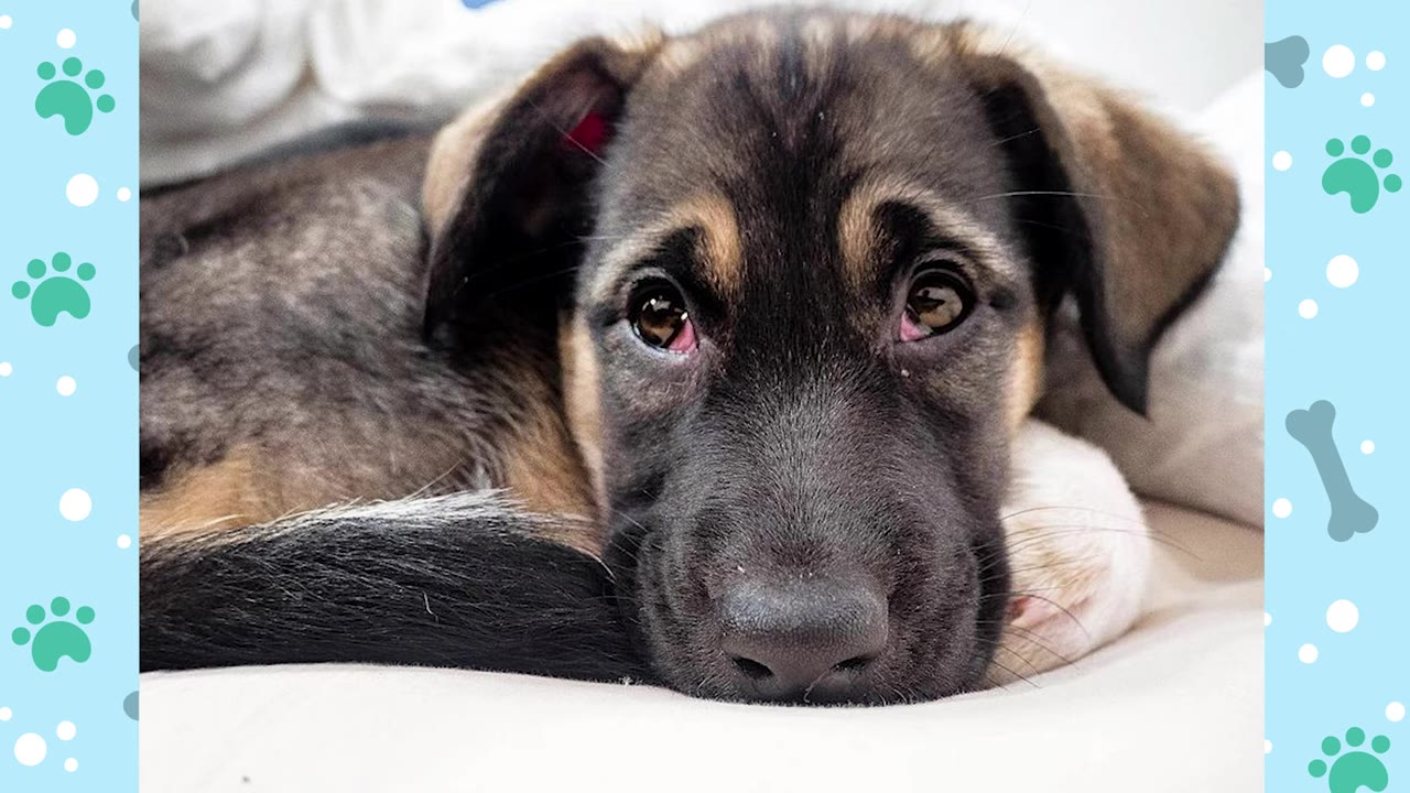 A close-up of a young puppy with worried, wide brown eyes resting its head on its paw.