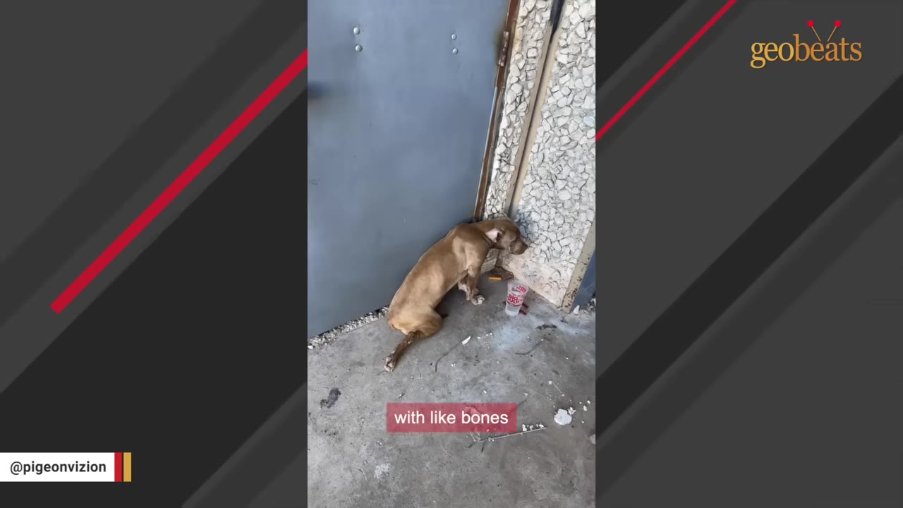 A brown dog hunched down on a concrete surface outside near a metal door and textured wall.