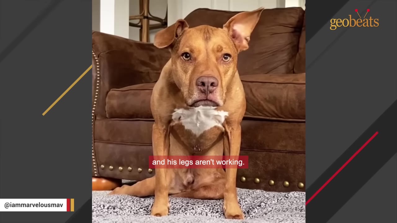 A brown dog with a white chest patch sits awkwardly on a rug in front of a brown leather couch, looking directly at the camera with an alert expression.