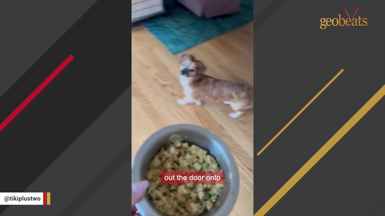 A small brown and white dog stands on a wooden floor, looking up expectantly at a metal bowl filled with food held in the foreground.