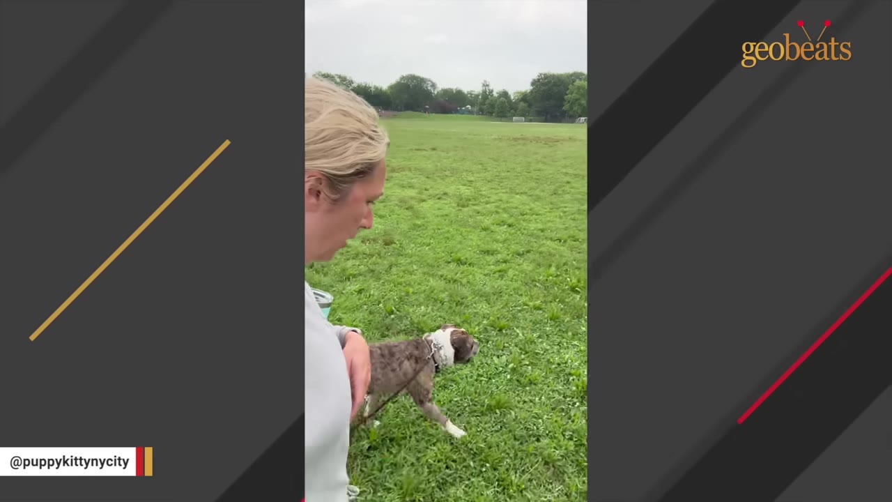 A woman walks a brindle and white dog on a leash across a wide green grassy field.