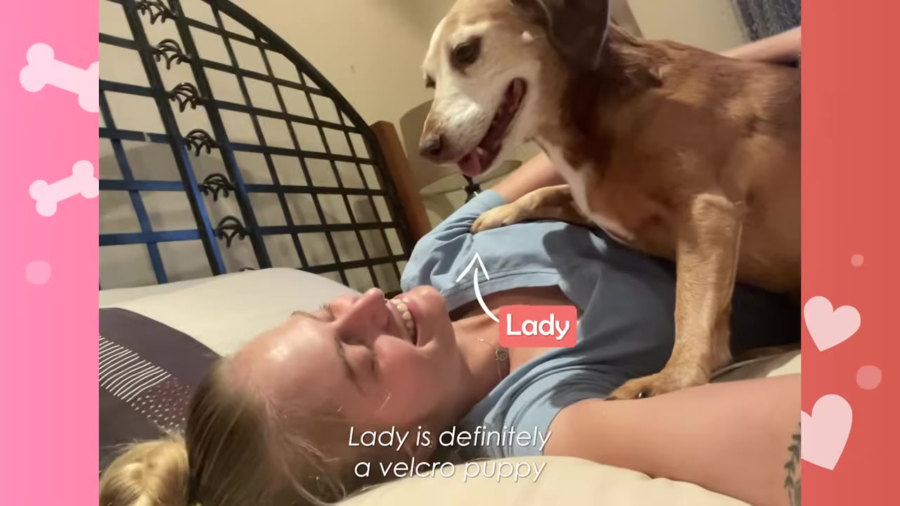 A brown and white dog named Lady stands on the chest of a smiling woman lying in bed, illustrating her behavior as a velcro puppy.