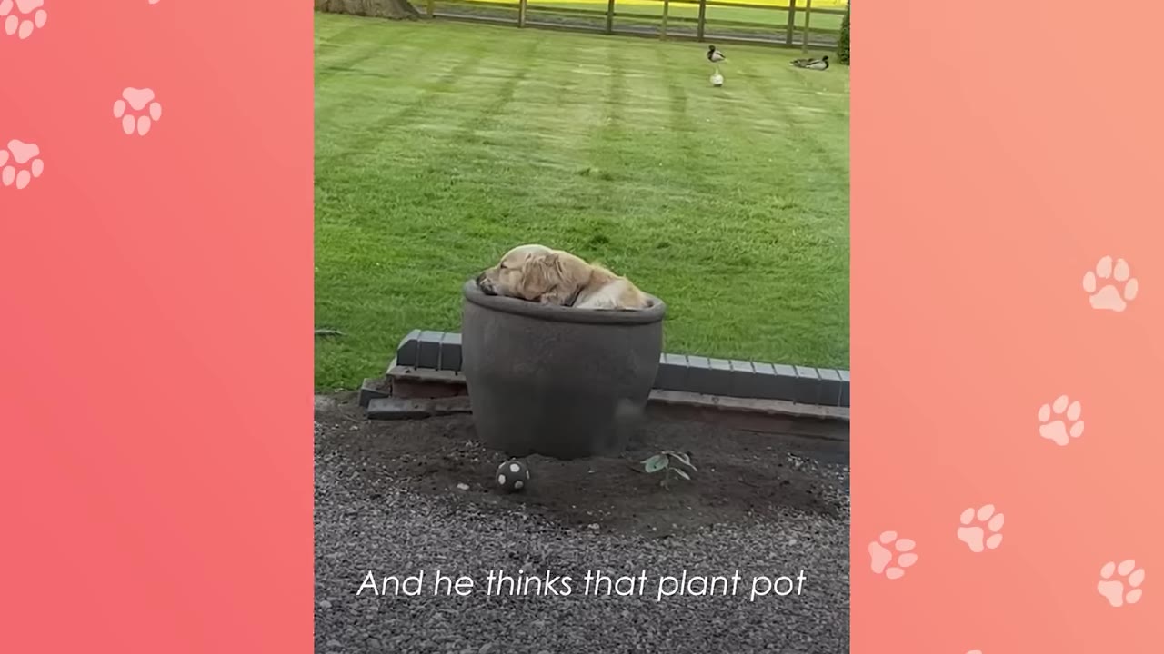 A golden retriever curled up and resting comfortably inside a large grey plant pot on the edge of a grassy lawn.