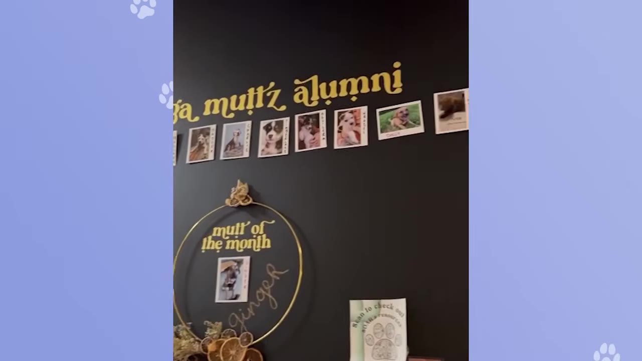 A black wall with yellow lettering that reads 'yoga muttz alumni' above a row of small photos of adopted dogs.