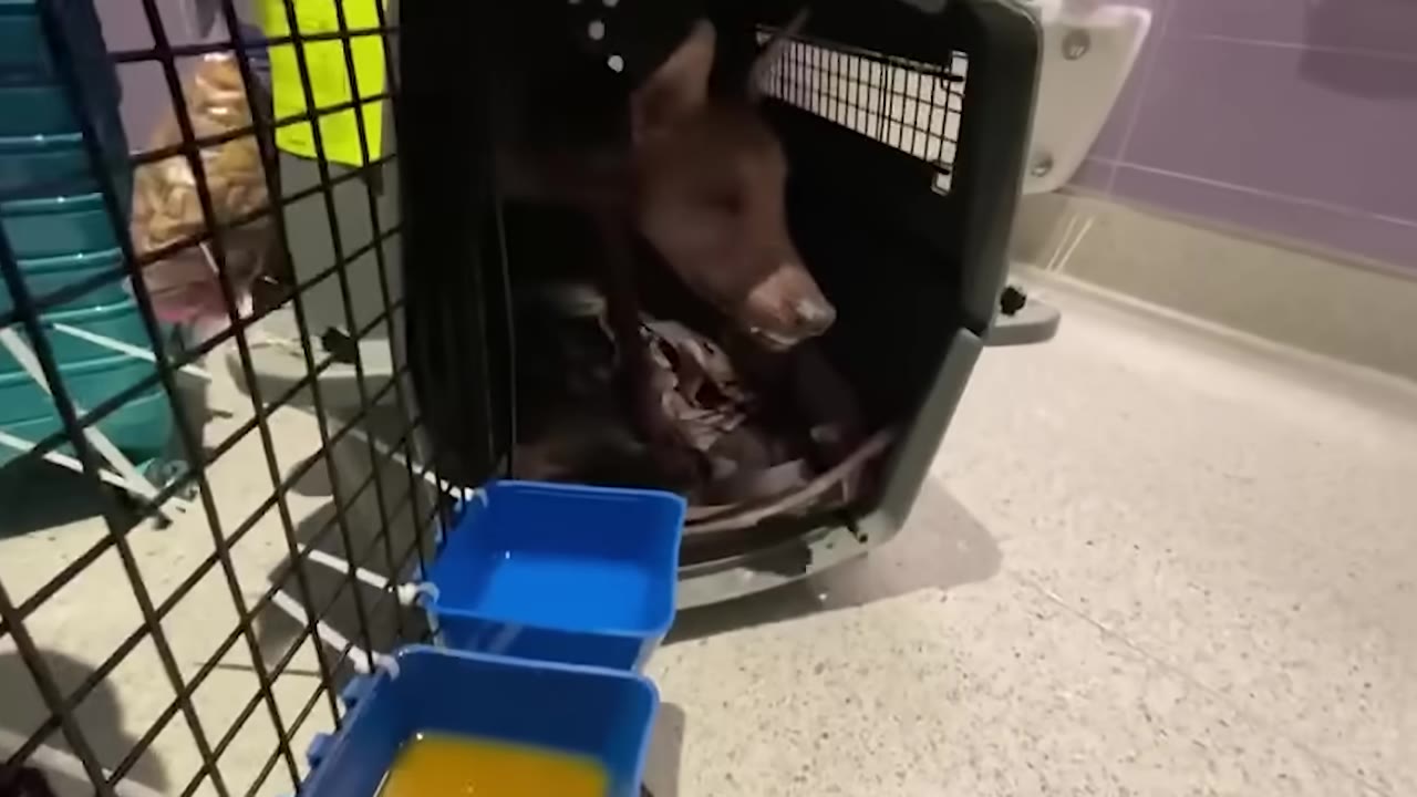 A hairless brown dog peers out from inside a grey plastic pet carrier on a clinic floor.