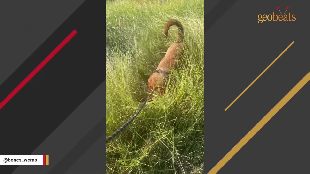A brown dog on a leash walks through tall green grass.