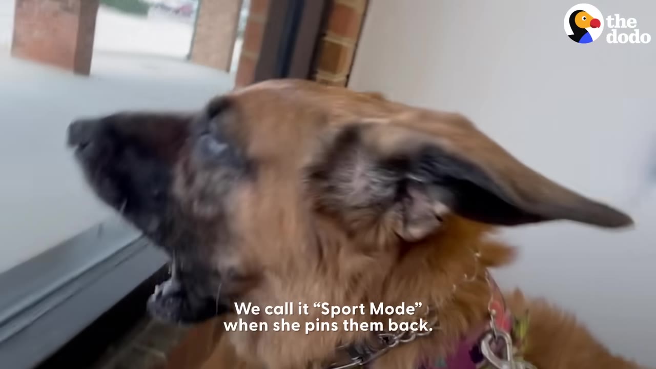 A close-up profile of a brown German Shepherd dog with her ears pinned back flat against her head.