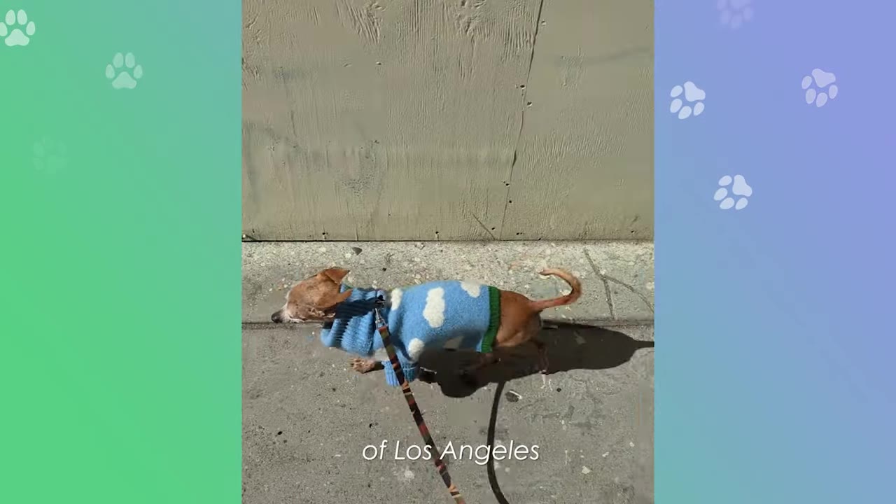 A small brown senior dog wearing a blue sweater with white clouds walks on a leash along a concrete sidewalk in Los Angeles.