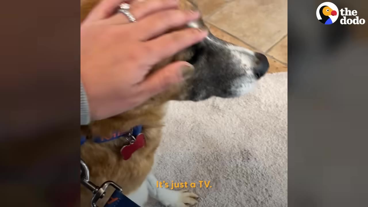 A close-up of a brown and white dog being gently petted on the head while indoors on a carpeted floor, with the subtitle 'It's just a TV' visible.
