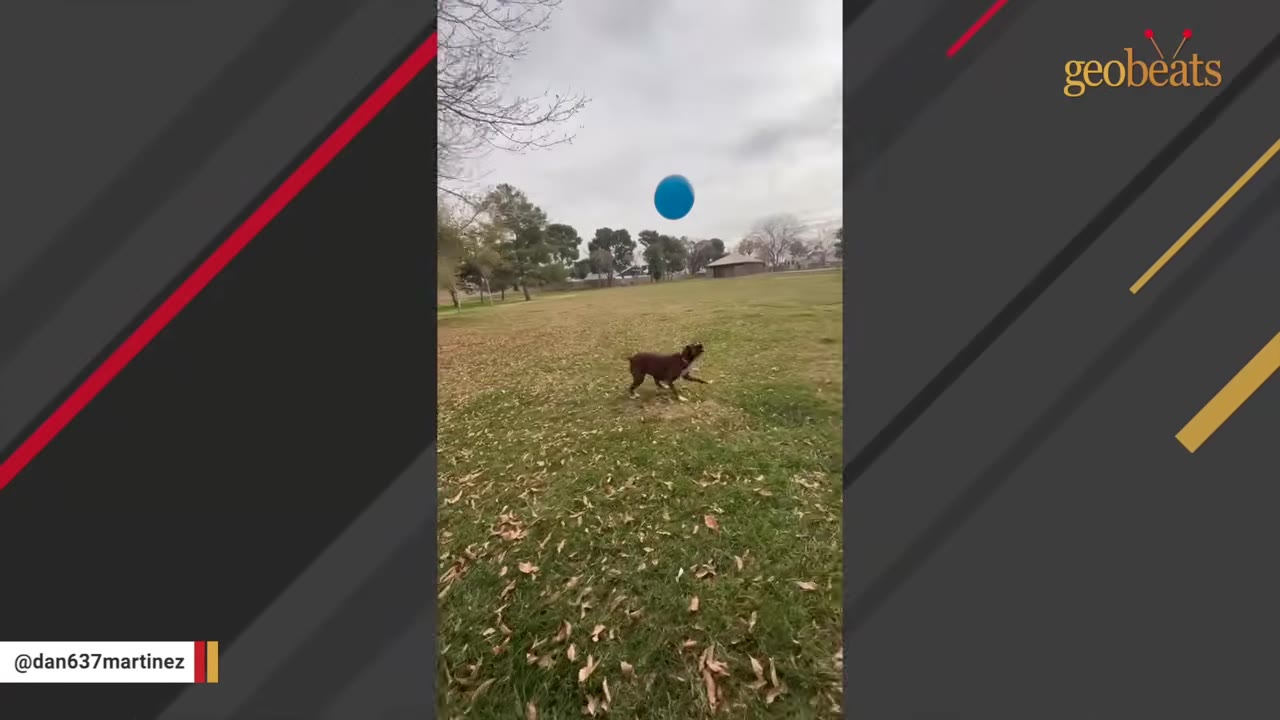 A brown dog running across a grassy park field, looking up at a blue balloon floating in the air.