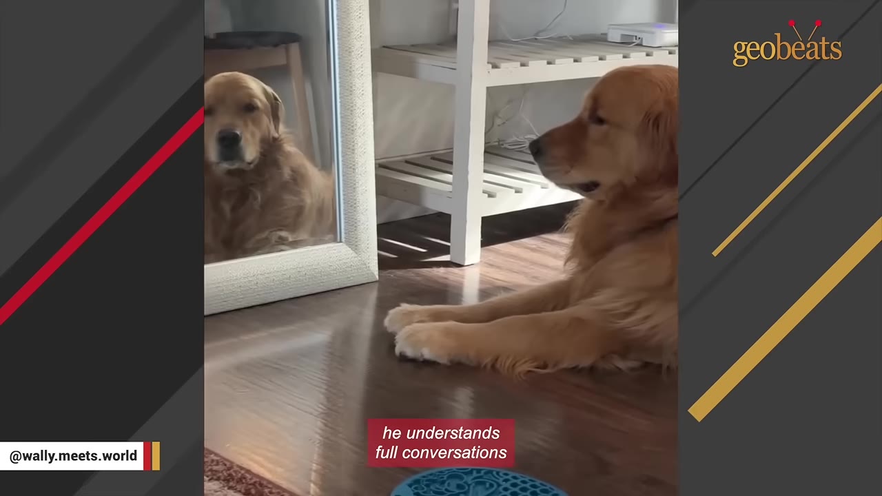 A golden retriever lies on a wooden floor, looking at its reflection in a full-length mirror.