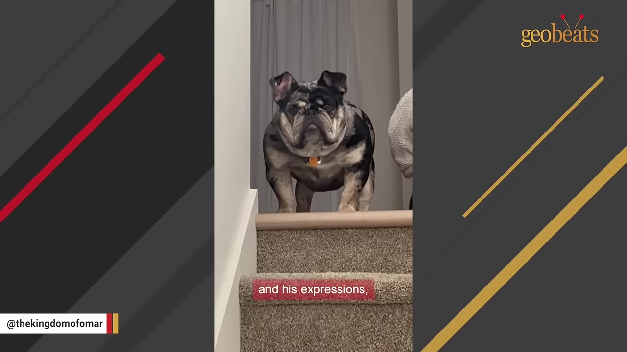 A close-up shot of a brindle bulldog standing at the top of carpeted stairs, looking directly at the camera with a grumpy expression.