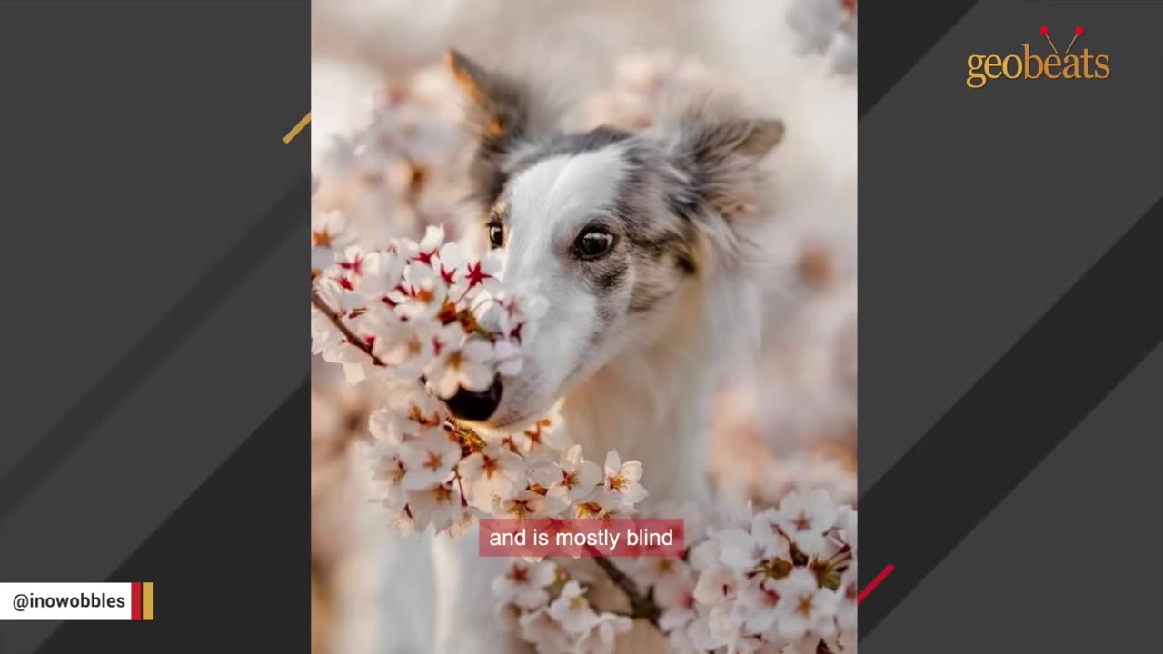A close-up shot of a white and grey dog with dark eyes peeking through pink cherry blossom flowers.