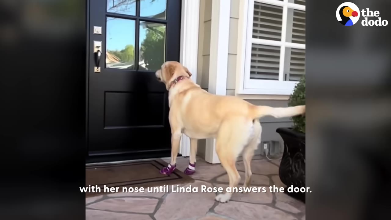 A yellow Labrador Retriever wearing purple booties stands on a stone porch, facing a black front door.