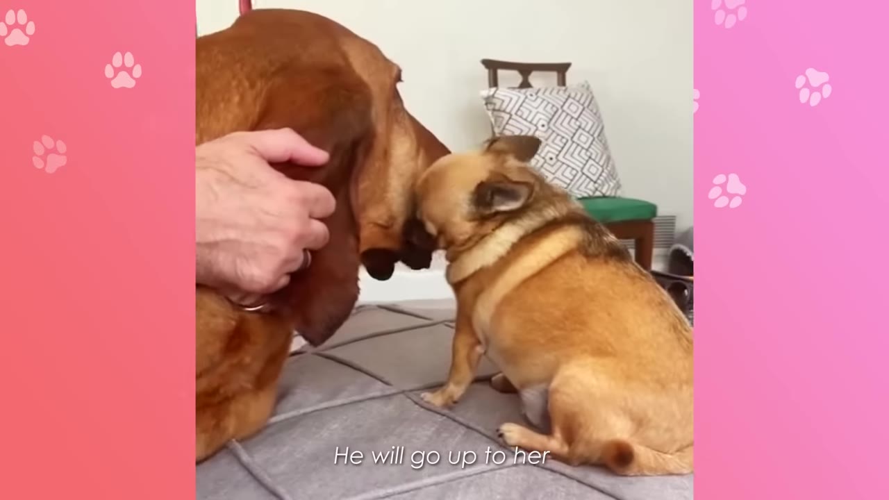 A large brown bloodhound and a small tan chihuahua sit close together on a grey dog bed, touching noses in a gentle sniff.