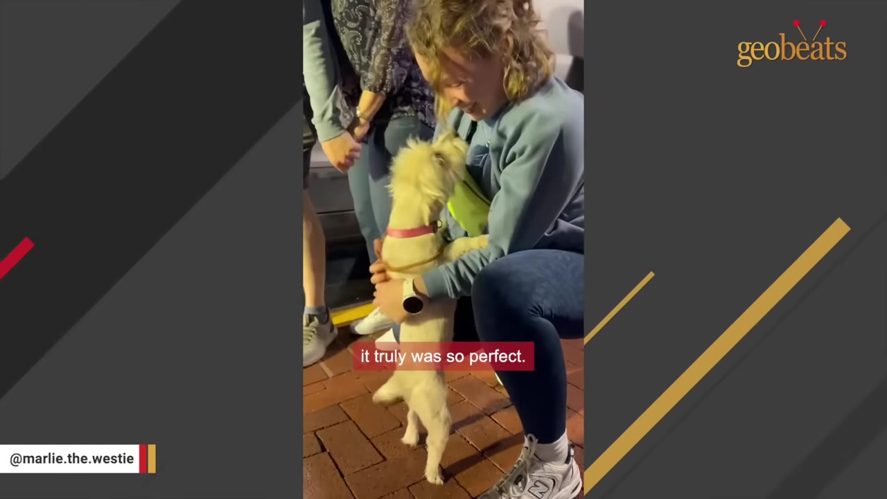 A small white dog stands on its hind legs, leaning against a kneeling woman who is smiling and holding the dog close.