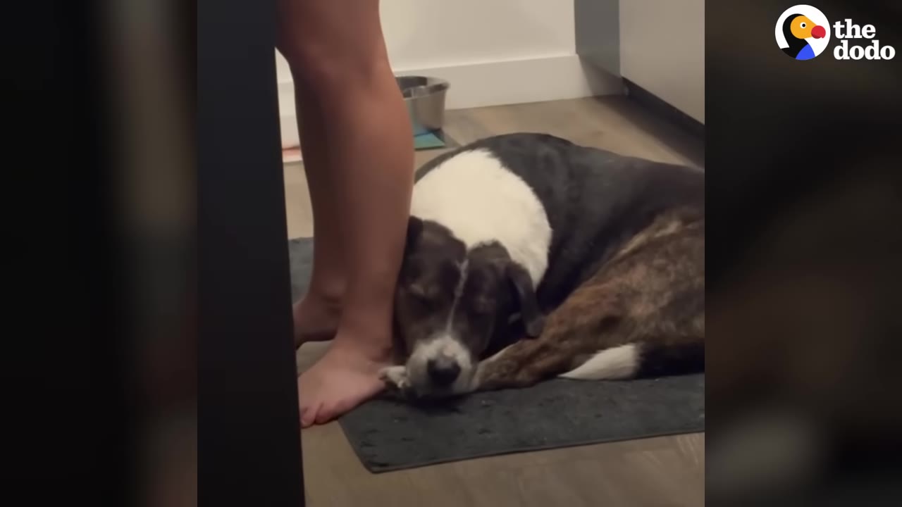 A brindle and white dog lies on a mat on the floor, resting his head gently against a person's bare ankle.