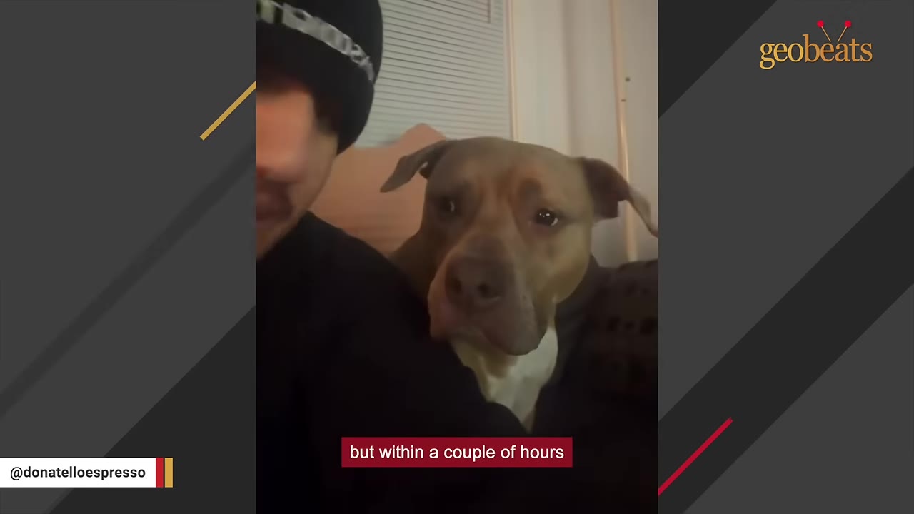 A close-up shot of a man wearing a black beanie next to a brown and white pit bull dog looking directly at the camera.