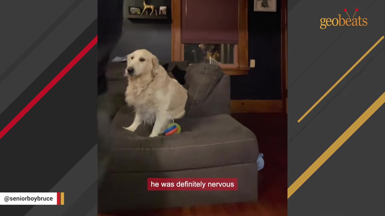 A light-colored golden retriever sits on a grey sectional sofa, looking slightly anxious.