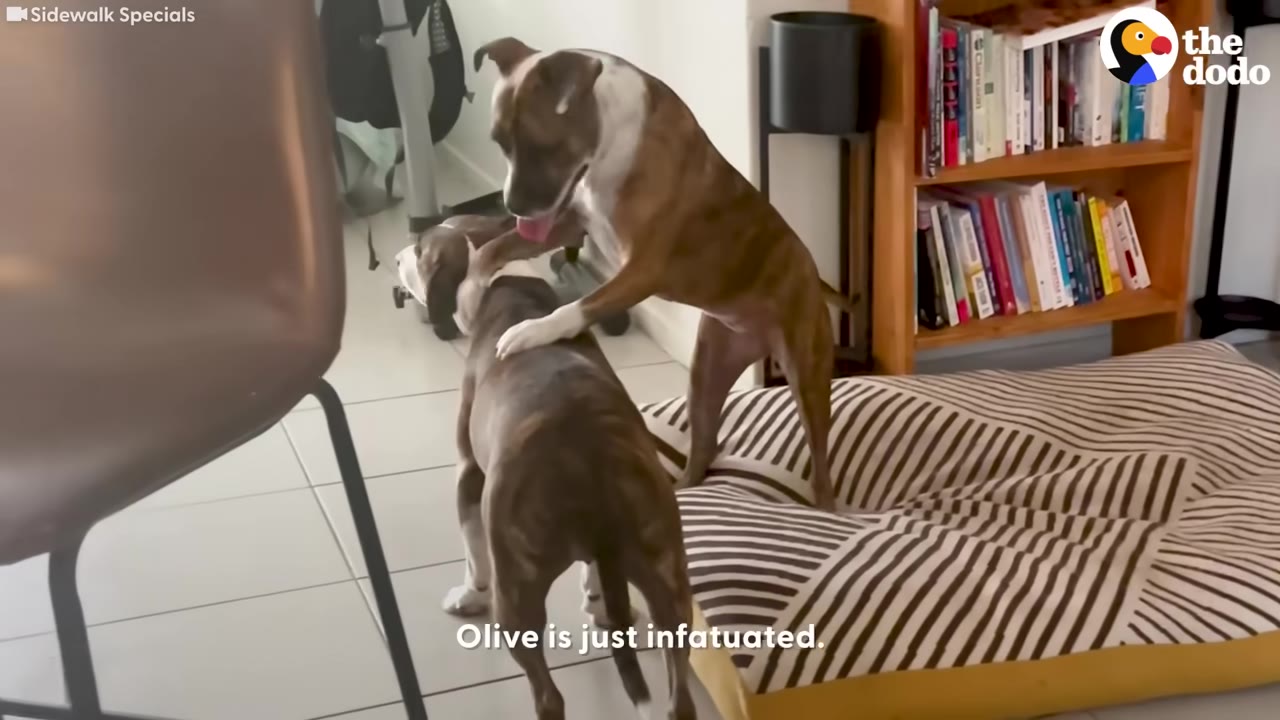 A brindle and white dog stands on a striped dog bed, placing its front paws on the back of another brindle dog in an office setting with a bookshelf in the background.