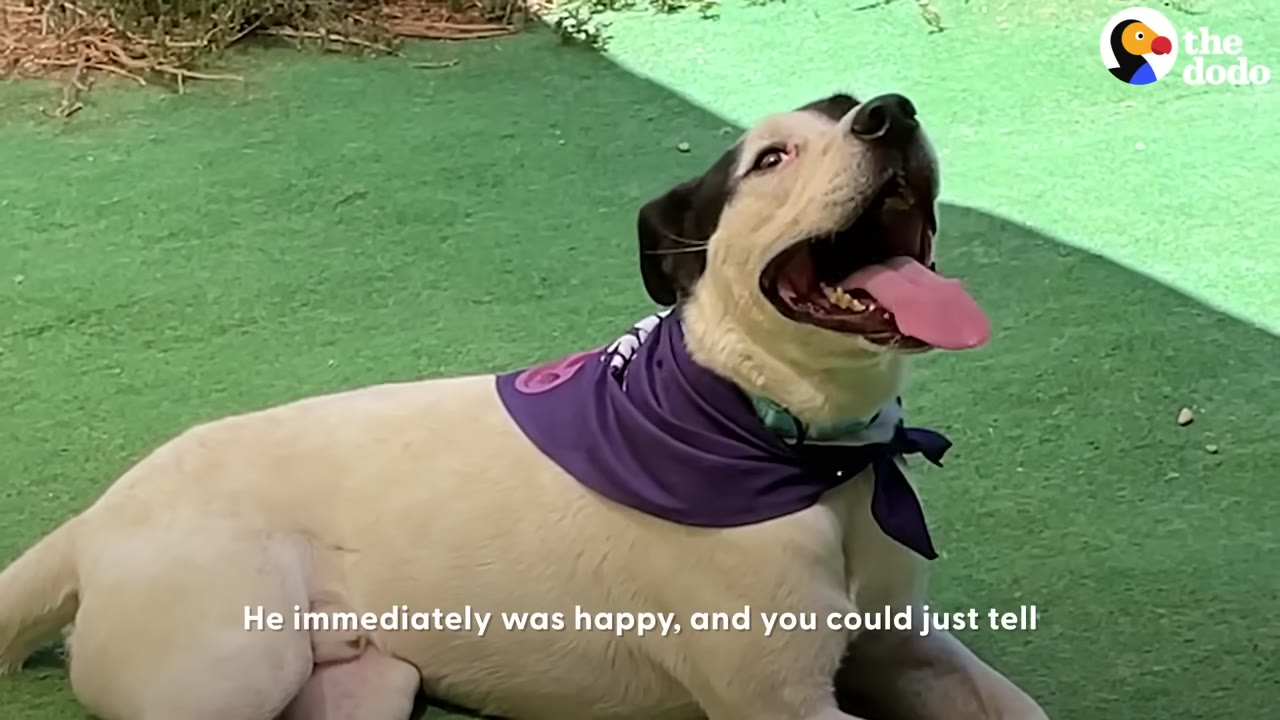 A happy white and black dog wearing a purple bandana lies on green turf, looking up with his mouth open and tongue out.