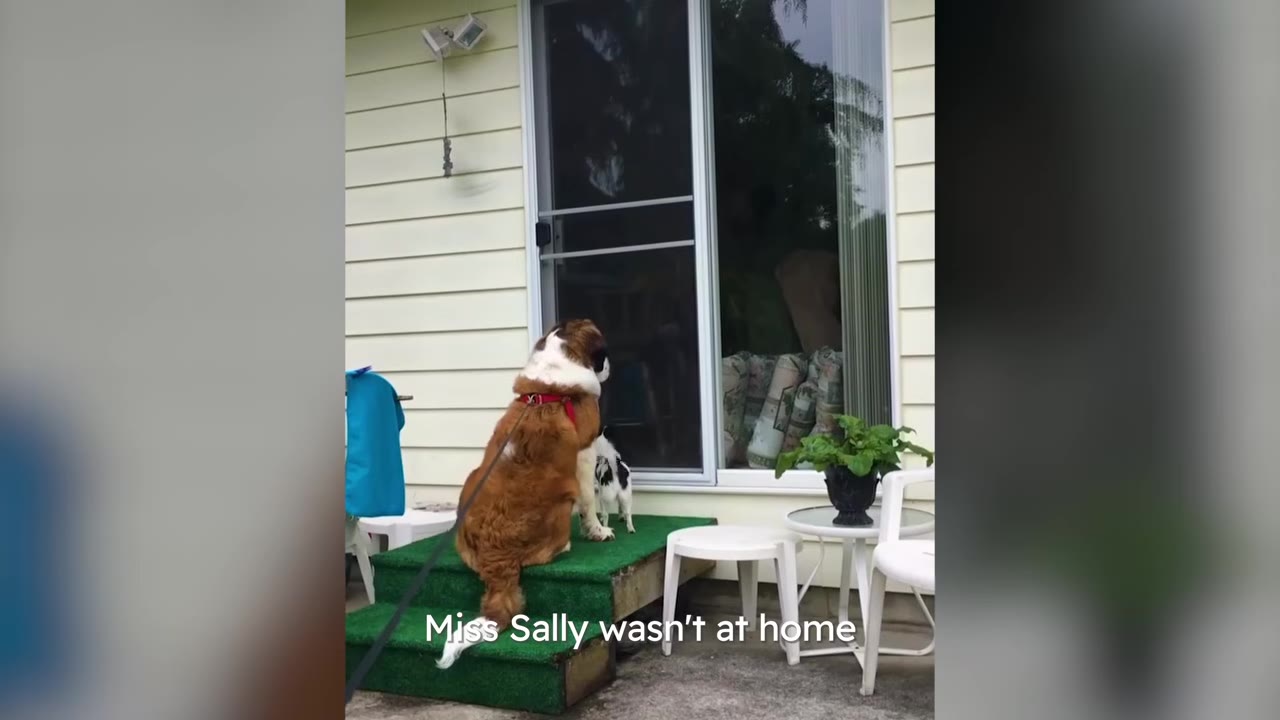 A large brown and white dog sits on green steps looking through a sliding glass door into an empty house.