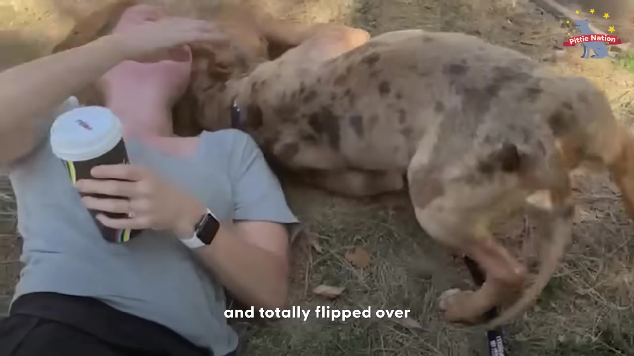 A spotted dog flipping over onto its back next to a woman lying on the grass holding a coffee cup.