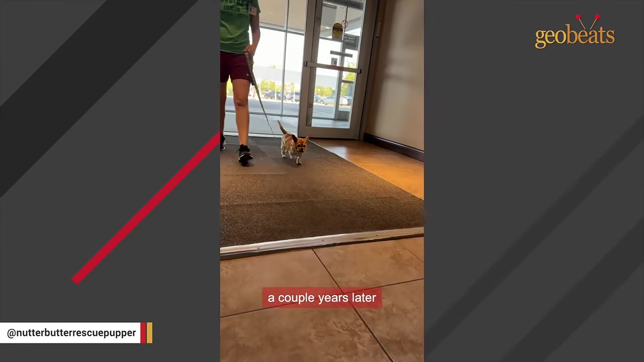 A woman walks a small brown and white dog on a leash through the glass doors of a building entrance, with a subtitle reading 'a couple years later'.