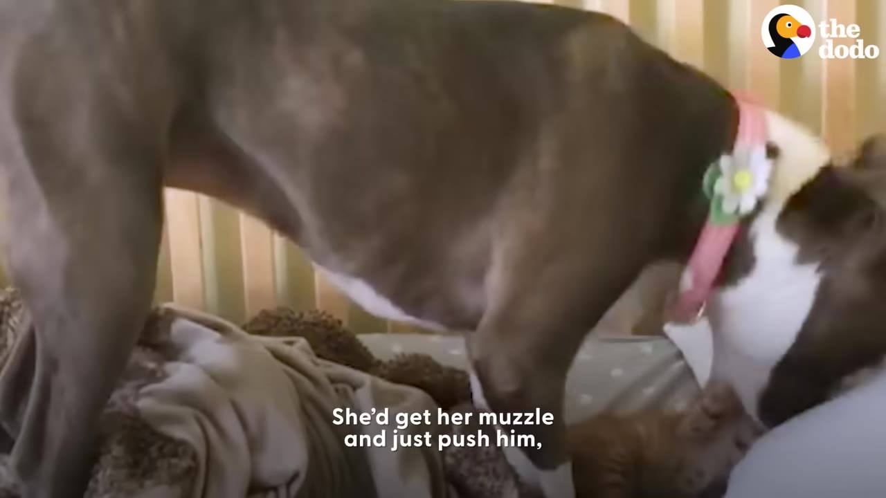 A brindle dog wearing a pink collar with a flower gently nudges a small orange kitten with her muzzle on a bed.