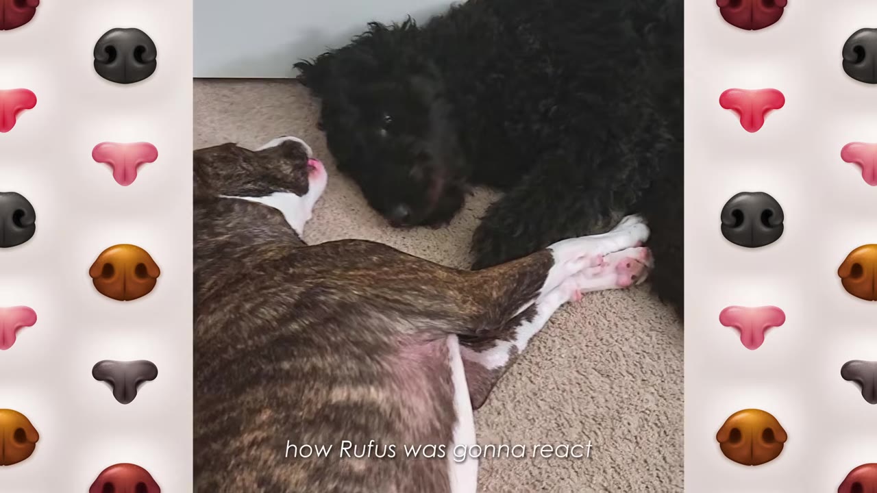 A black fluffy dog and a brindle-and-white dog lie close together on a carpeted floor.