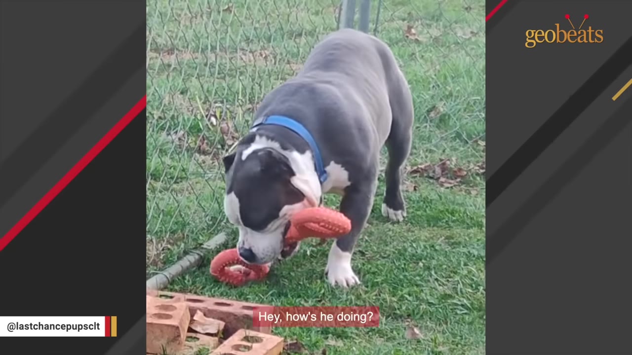 A gray and white pit bull mix stands on green grass near a chain-link fence, holding a red toy in its mouth.
