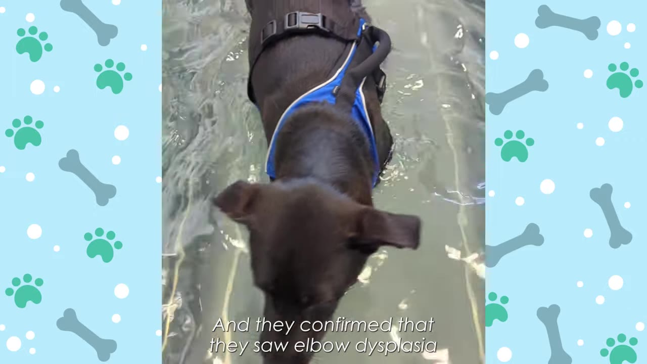 A black dog wearing a blue harness stands in a shallow pool of water, with text overlay reading 'And they confirmed that they saw elbow dysplasia'.