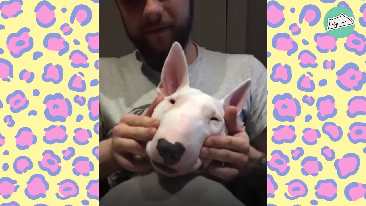 A close-up shot of a white Bull Terrier dog being gently cradled by its owner's hands.