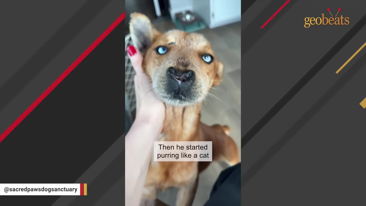 A light brown dog with striking blue eyes looks up affectionately while being gently cradled under the chin by a caregiver's hand.