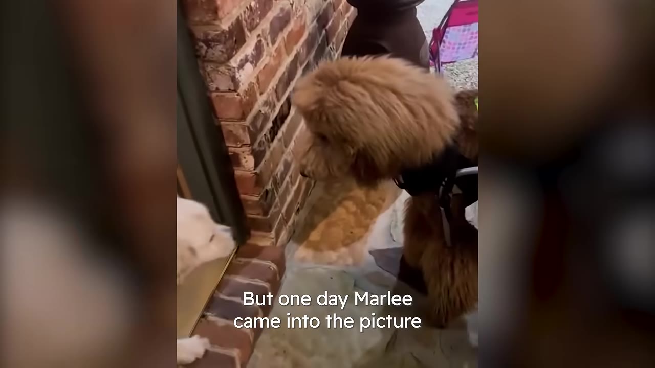 A fluffy golden-brown dog stands outside a brick doorway, looking down at a smaller white dog peeking out from inside.