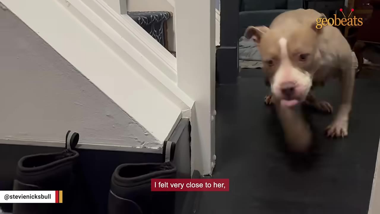 A tan and white dog walks forward indoors near a staircase, looking toward the camera.