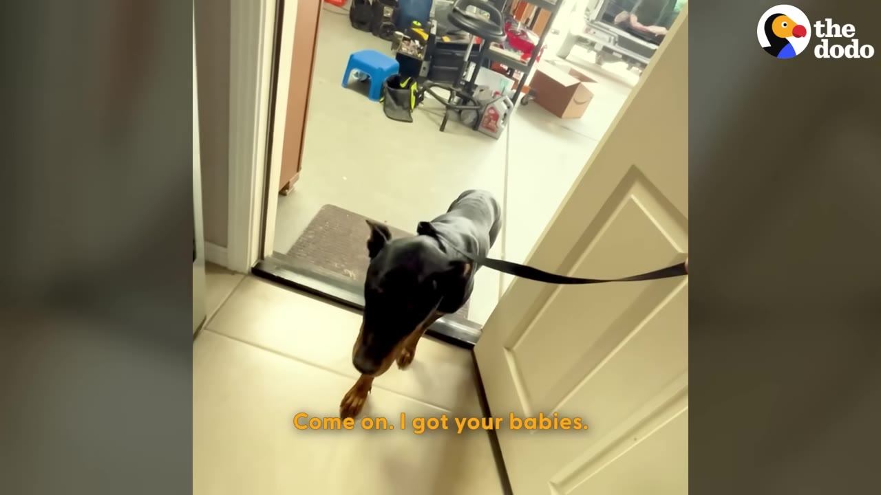A black and tan Doberman dog on a leash hesitantly walks through an open doorway from a garage into a house.