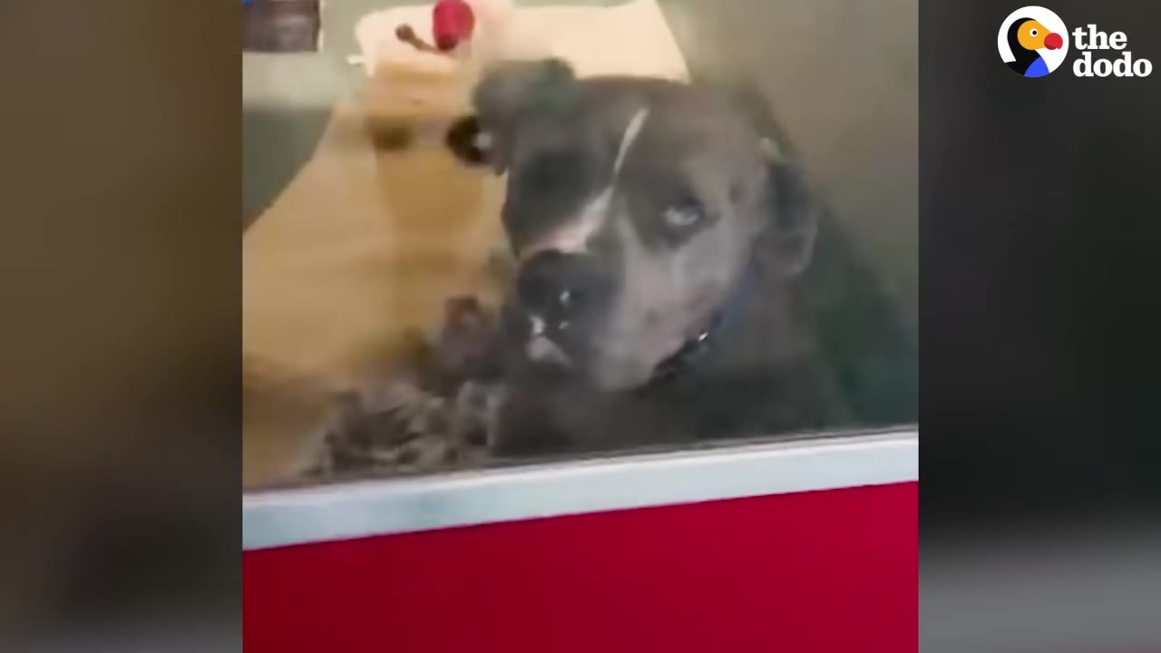 A gray dog with a white stripe on its face looks out from behind a glass window inside a shelter.