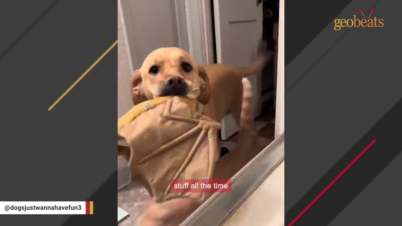 A golden retriever peers over the edge of a bathtub, holding a brown stuffed toy in its mouth.