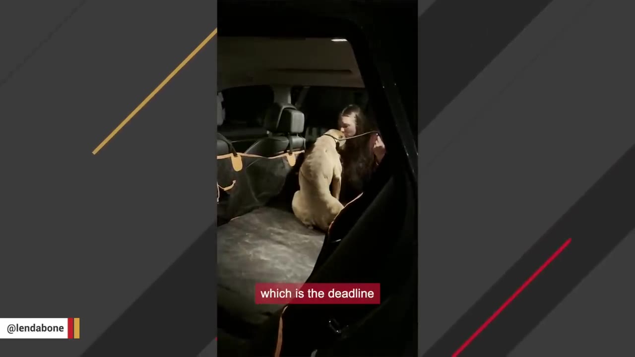 A light-colored dog sits in the back seat of a car at night, leaning forward as a woman holds its leash and leans in close, with a caption reading 'which is the deadline'.