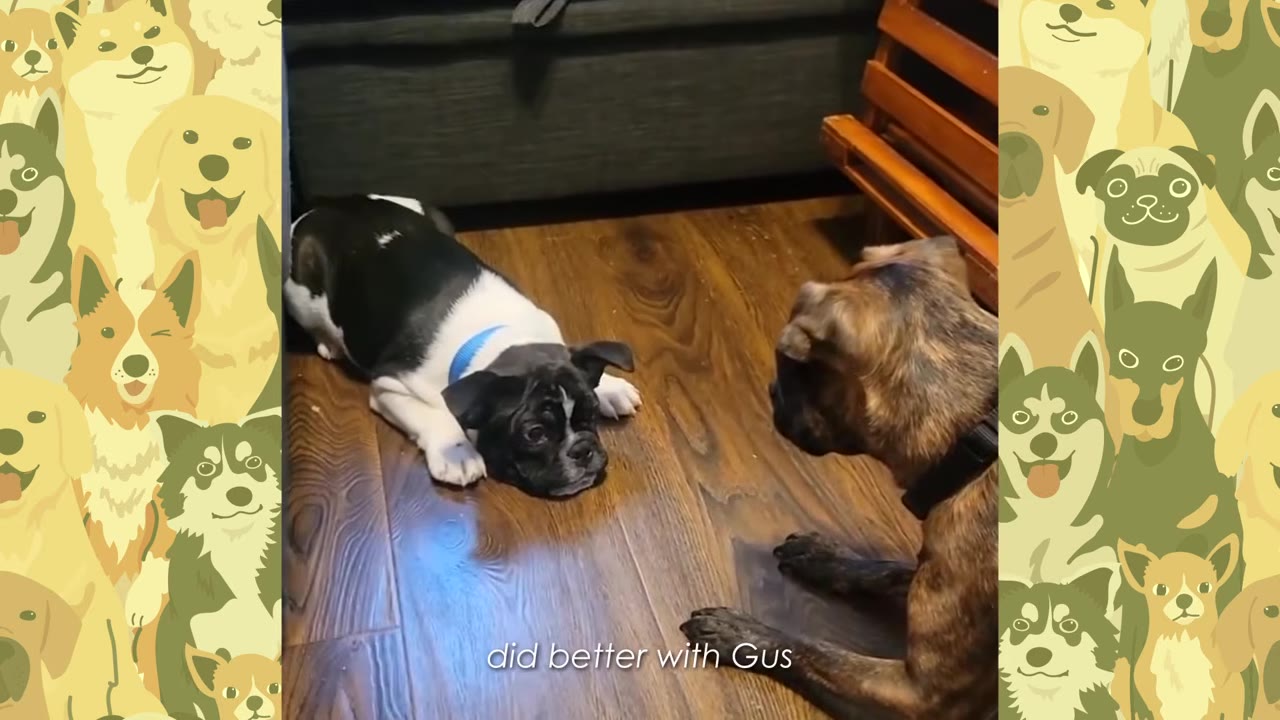 A black and white puppy wearing a blue collar lies on a wooden floor, looking up at a brindle dog.