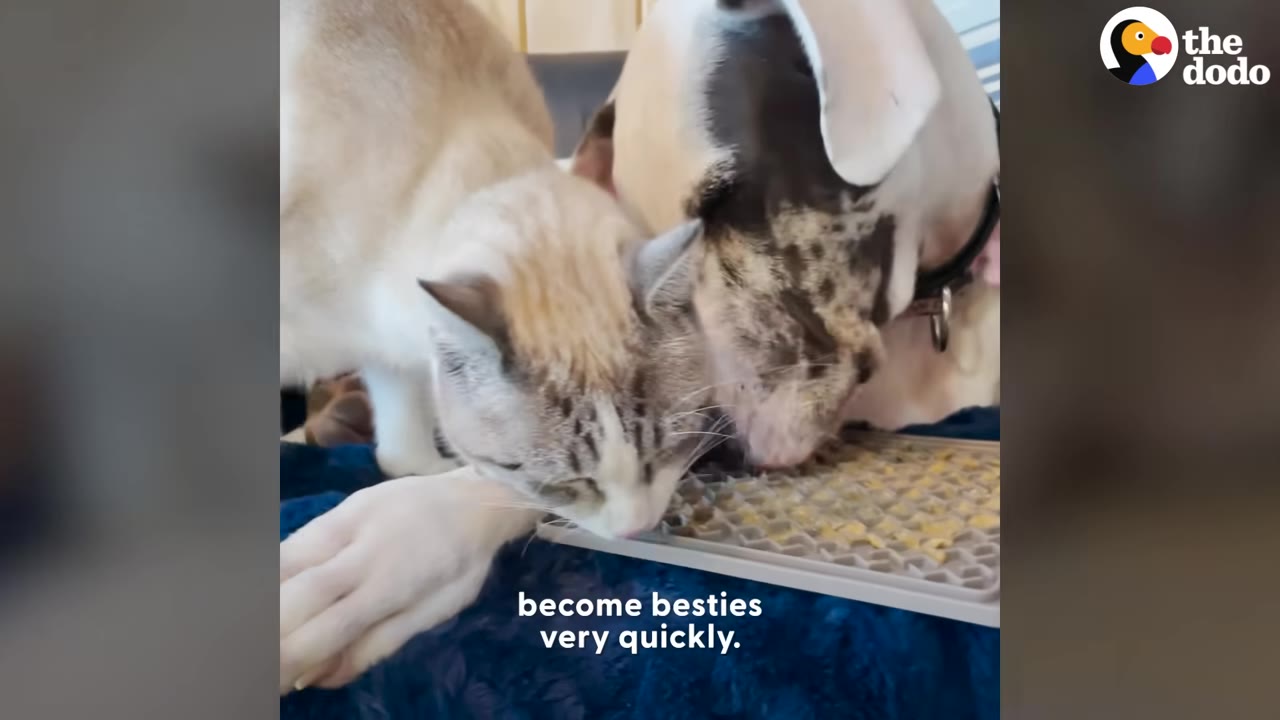 A white and grey cat and a white dog with black spots nuzzle close together while sharing food from a textured tray.